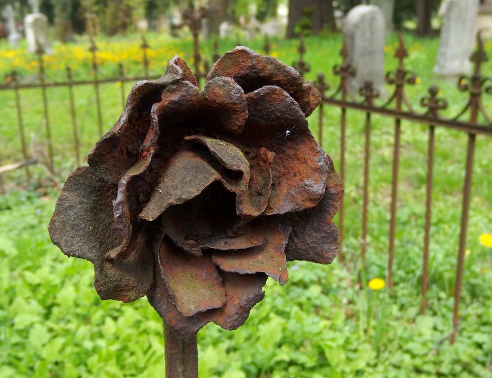 cmentarna róża na terenie Kościoła Pokoju w Świdnicy